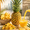 gulf fruits pineapple placed on table with pineapple cuts and fresh juice