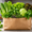 A bag full of herbs and lettuce and microgreens from Gulf fruits