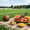 Gulf fruits fresh fruit picnic setup on a football field with watermelon, berries, grapes and a vintage football.